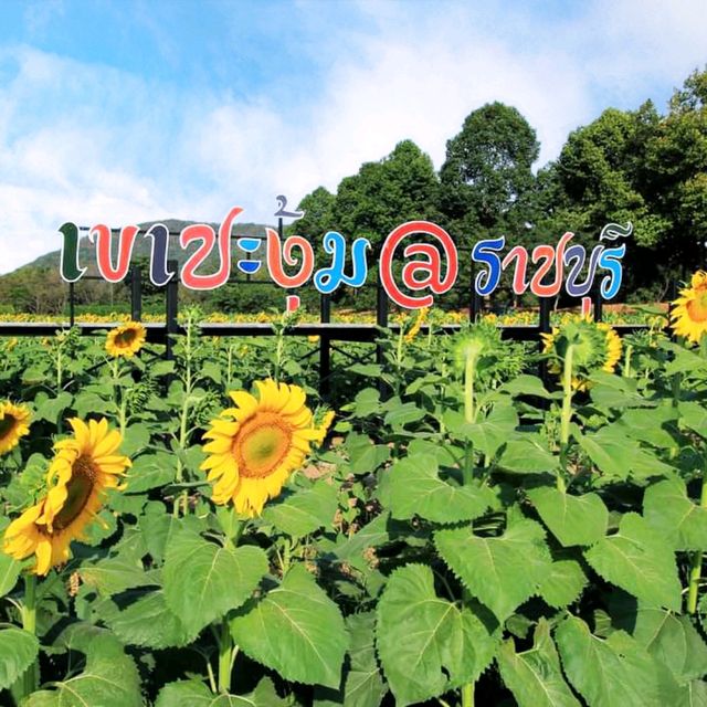 ดอกทานตะวันบานโครงการพระราชดำริ เขาชะงุ้ม ราชบุรี