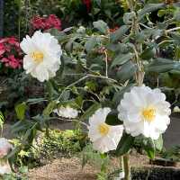 🌺🌺Camellia Hill🌺🌺