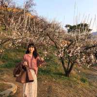 양산 원동 매화축제 순매원❣️