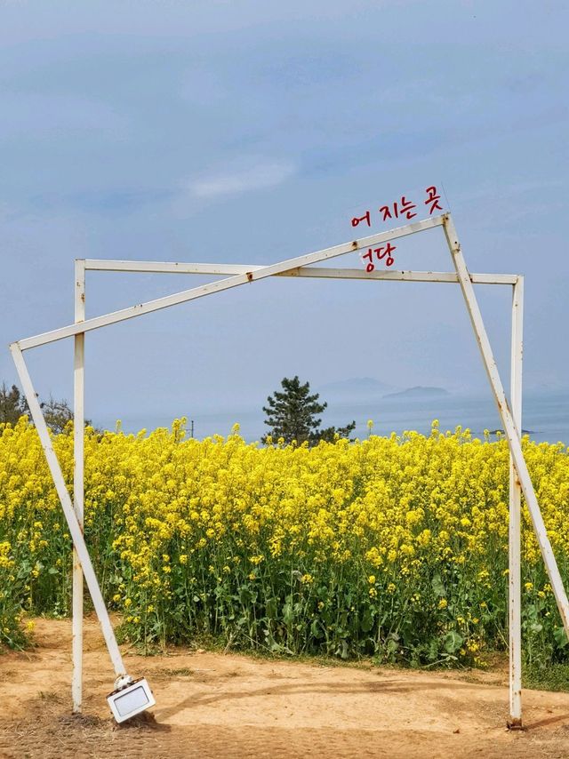 전북 부안 수성당, 유채꽃 바다에 풍덩💛