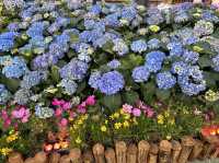 “Bliss in Bloom” Hong Kong Flower Show 