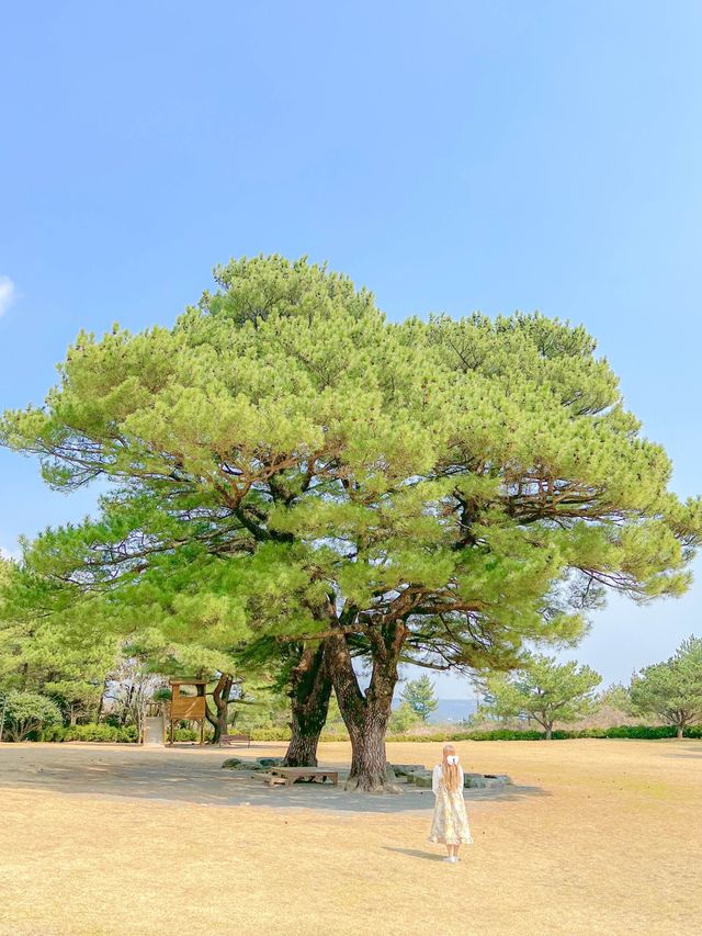 튤립 축제가 열리고 있는, 제주 상효원🌷