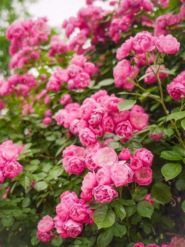 한강에서 만나는 장미 가득한 터널🌹