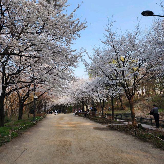 은근 벚꽃들이 이쁘게 펴있는 서울숲공원을 가보자~~~