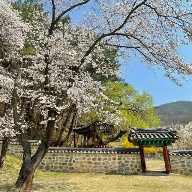 사진찍기 좋은 봄꽃 스팟:: 우암사적공원🌼