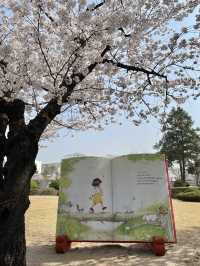 벚꽃과 함께하는 정독도서관 데이트📚🌸