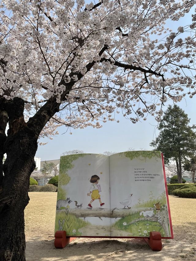 벚꽃과 함께하는 정독도서관 데이트📚🌸