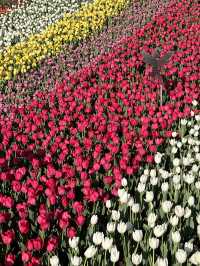 에버랜드 튤립축제 가야하는이유! 🌷 인생샷 만땅