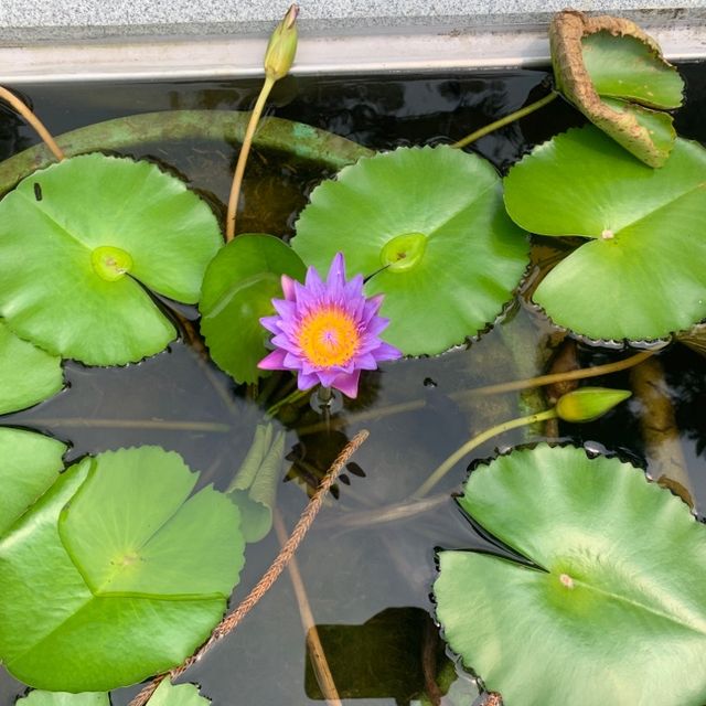 大佛終於有自己的蓮花園🤣