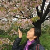 岡山 ｜後樂園河畔賞櫻花🌸快閃之旅