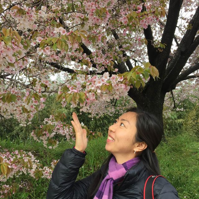 岡山 ｜後樂園河畔賞櫻花🌸快閃之旅