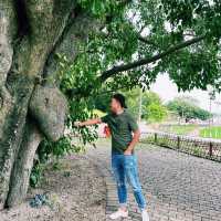 台山 | 在713年的菩提古樹下和老公許願