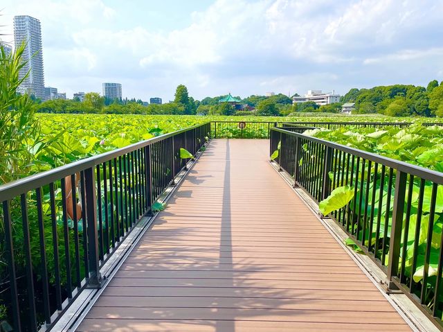 【東京都/不忍池】不忍池で蓮の花鑑賞