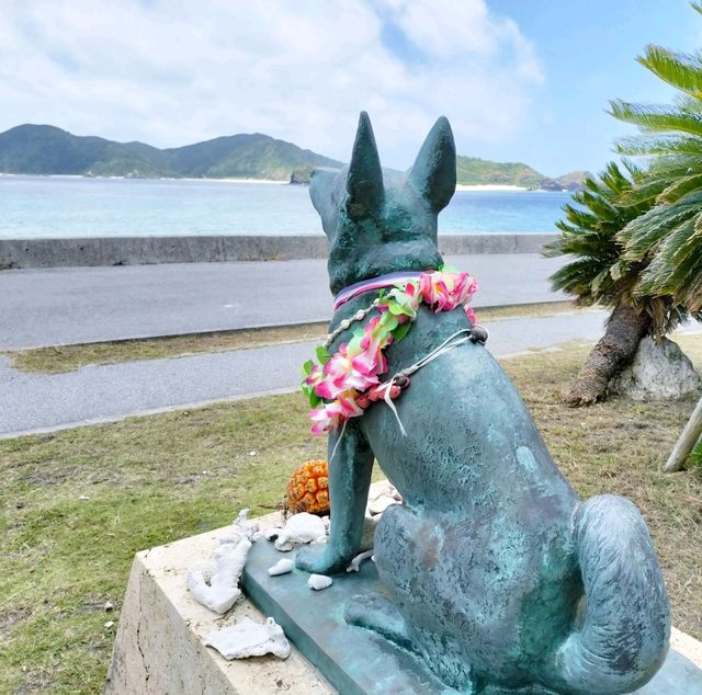 【沖縄 座間味島】座間味島の島めぐり🌺村の中を歩く