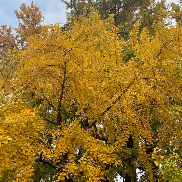 Ginko Tree at Sungkyunkwan Seoul