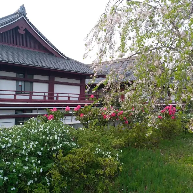 櫻花季的芝公園