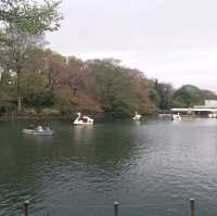 井之頭恩賜公園賞櫻參拜遊湖🌸🚣‍♀️