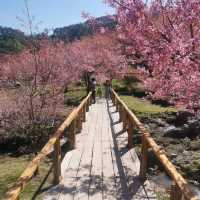 🌸สะพานซากุระ​ :เชียงใหม่