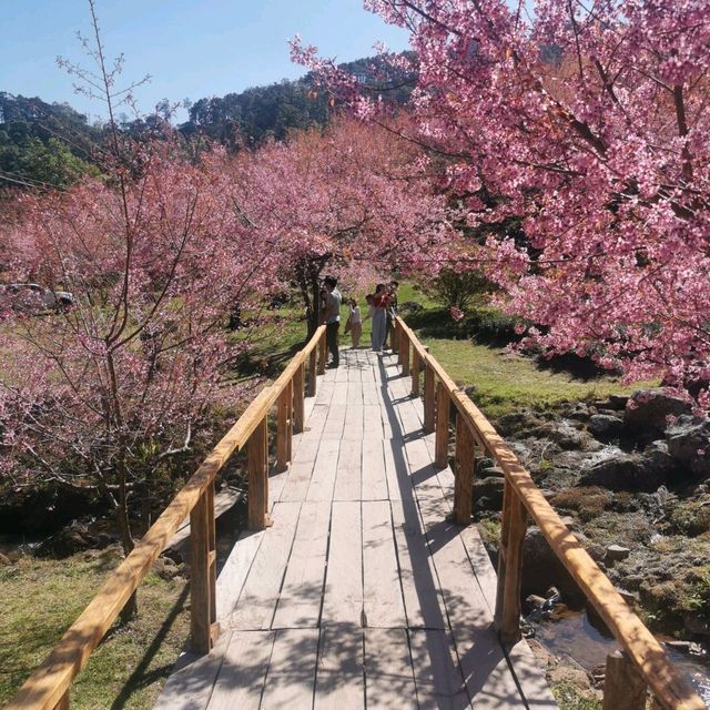 🌸สะพานซากุระ​ :เชียงใหม่