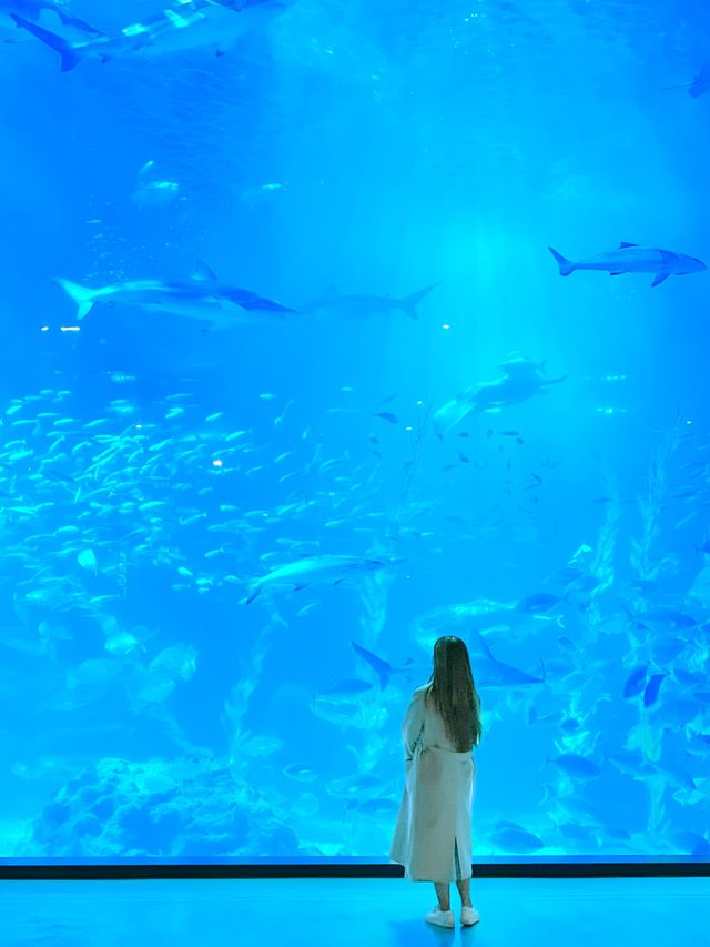제주 비오는 날 데이트, 아쿠아 플라넷🦈