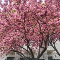 Following the blossoms in Washington DC