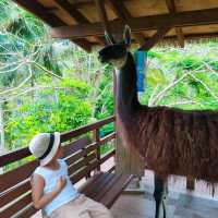 Cebu Safari and Adventure Park🏞️