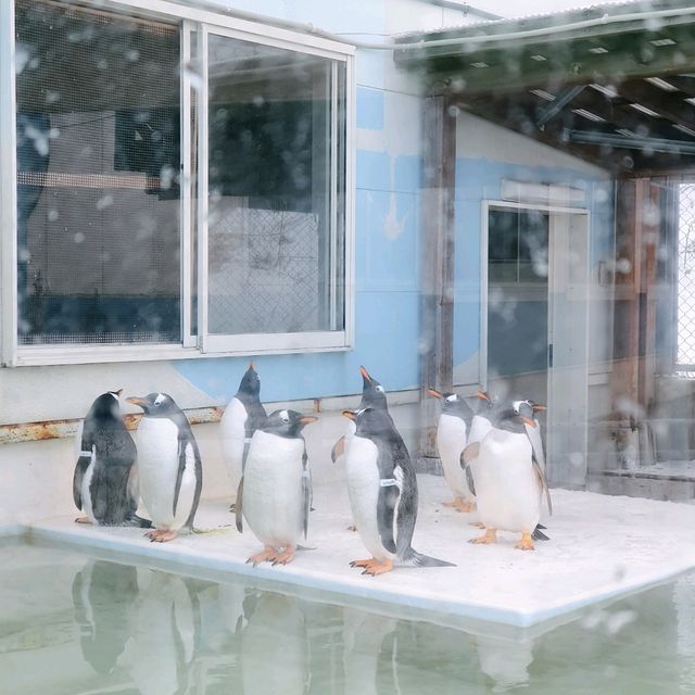 ชมความน่ารักของพาเหรดเพนกวิน ที่ Otaru Aquarium
