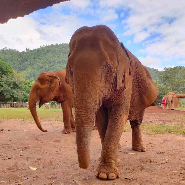 Elephant Nature Park ศูนย์อภิบาลช้าง 🐘