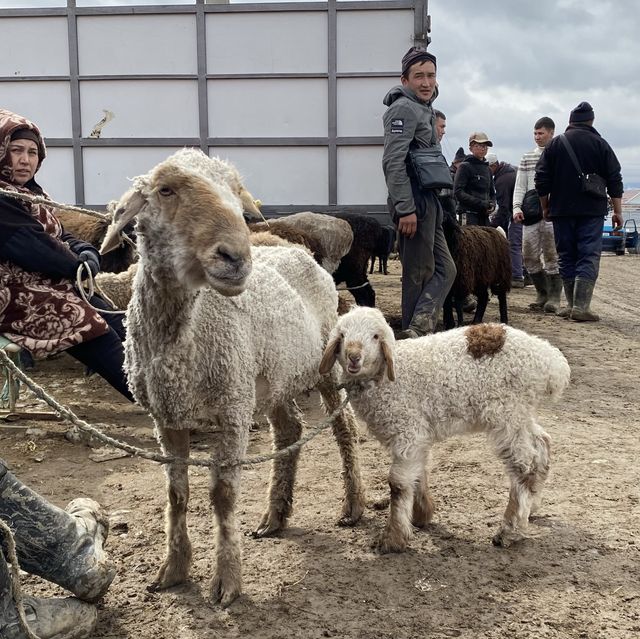 동물을 사고 파는 일요일 가축 시장인 Livestock Bazar 🇰🇬