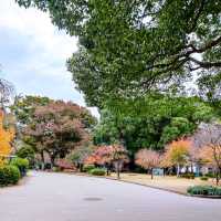 Relaxing Stroll at Ueno Park