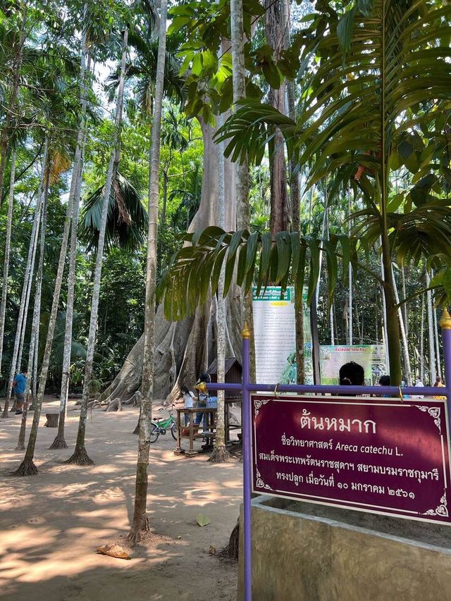 ต้นไม้ยักษ์เก่าแก่ ในจังหวัดอุทัยธานี
