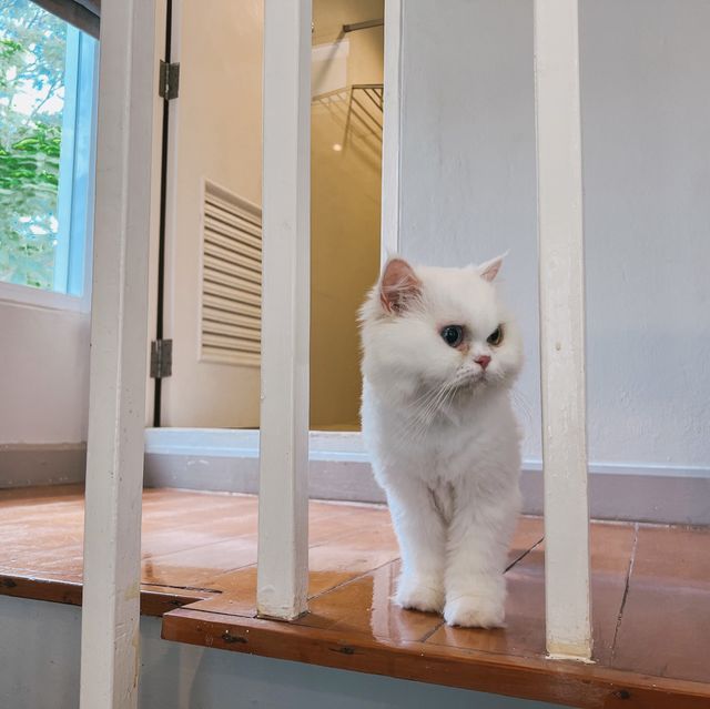พิกัดที่พักพาน้องหมา น้องแมวเข้าพักได้ 🐕🐈
