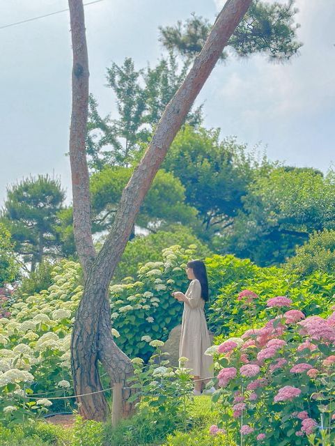 오늘자 실시간 청주 수국 맛집🌸🩵