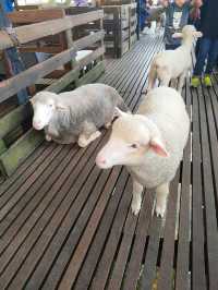 Alpaca & Sheep in Malaysia 