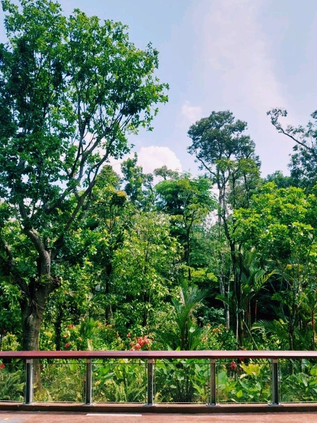 Mandai's Feathered Sanctuary - Bird Paradise