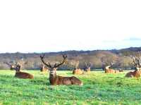 The famous deer park in London