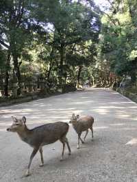 奈良公園賞楓🍁看鹿🦌
