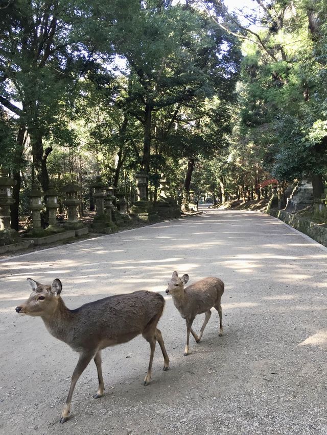 奈良公園賞楓🍁看鹿🦌