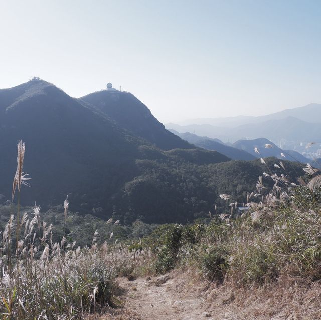 香港行山,十分鐘上山頂看芒草  香港行山,十分鐘上山頂看芒草