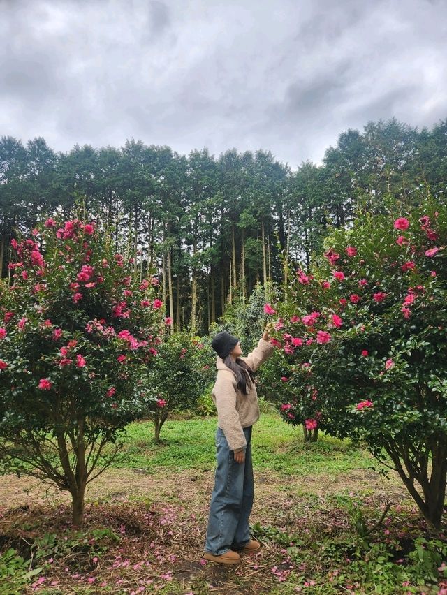 🌳제주 동쪽여행 걷기 좋은 숲길, "비밀의숲"🌳