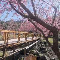 🌸สะพานซากุระ​ :เชียงใหม่