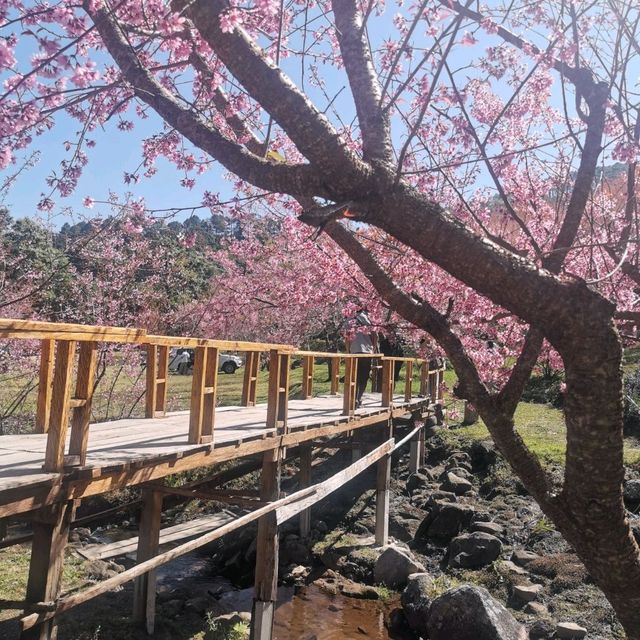 🌸สะพานซากุระ​ :เชียงใหม่