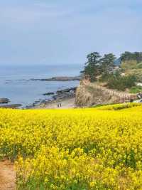 전북 부안 수성당, 유채꽃 바다에 풍덩💛