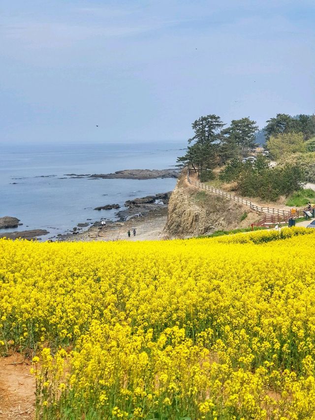 전북 부안 수성당, 유채꽃 바다에 풍덩💛