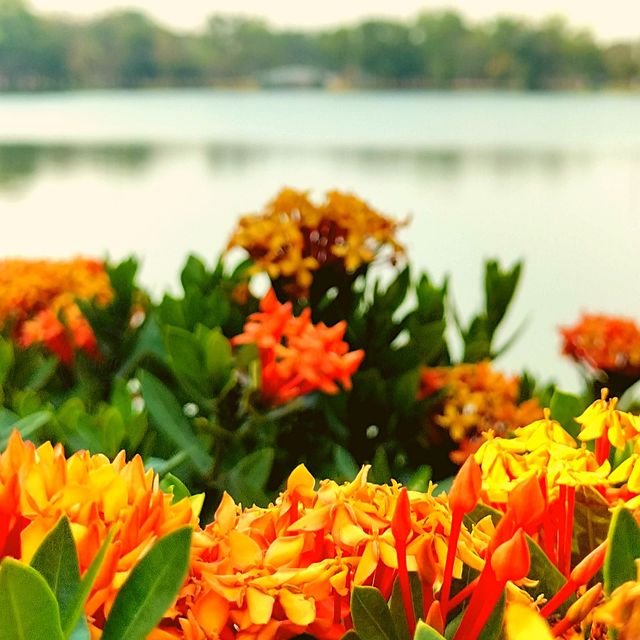 ⛲️พระยาภักดีชุมพล (แล)