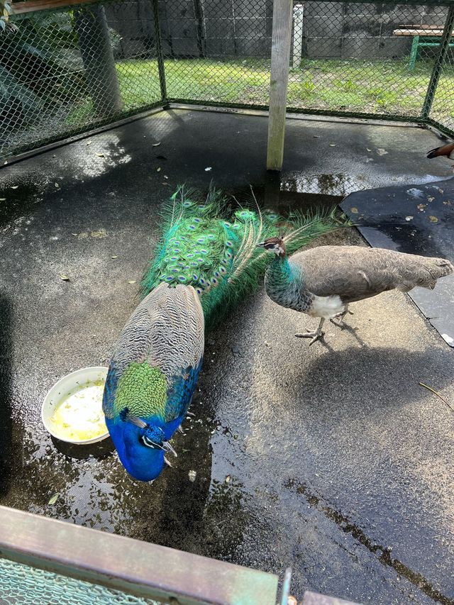 適合親子玩足一日 - 姫路中央公園