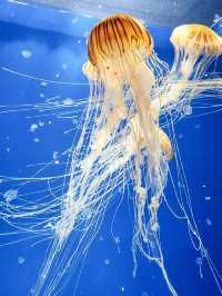 【桃園】X-PARK 水族館：沉浸式體驗海洋世界