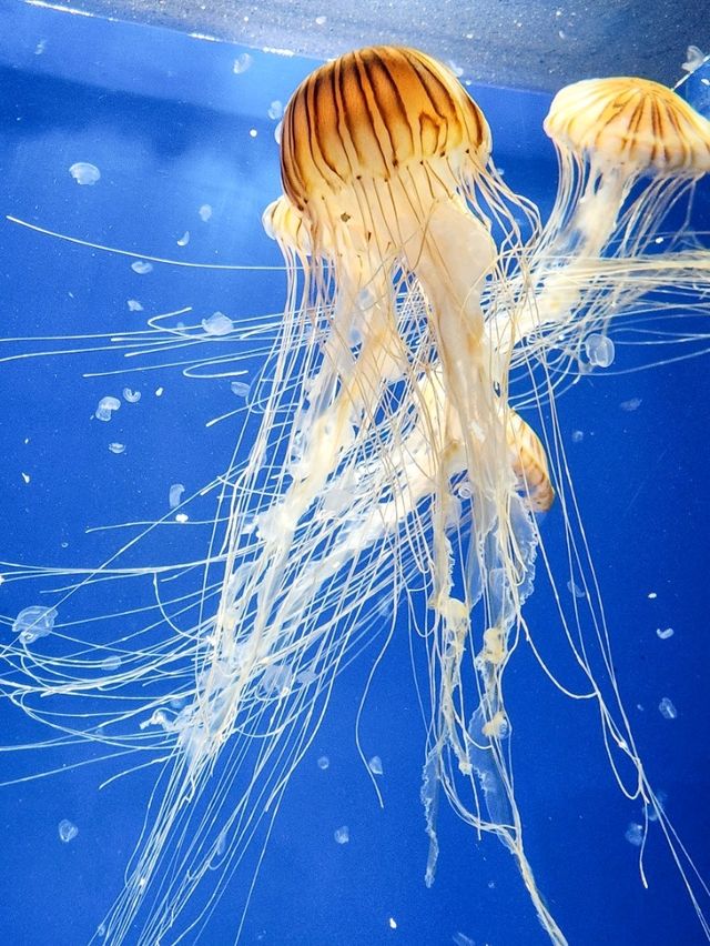 【桃園】X-PARK 水族館：沉浸式體驗海洋世界