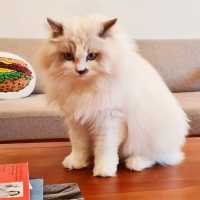 Ragdoll kitty galore