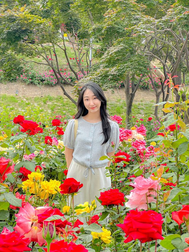 서울에서 정말 핫한 장미축제🌹